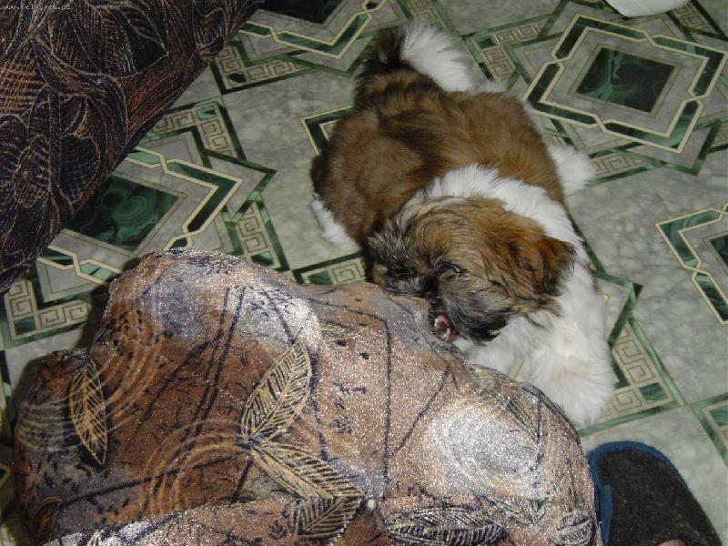 Foto: Nerv�k-Tady se n�m Besinka vyto�ila