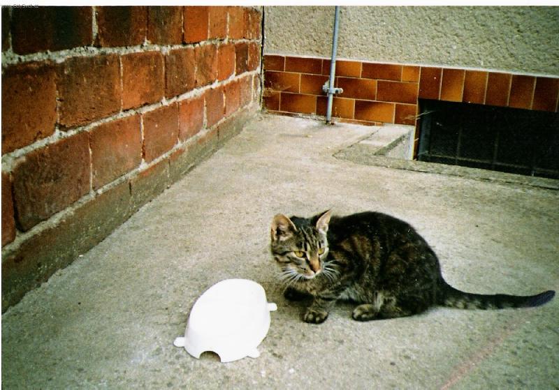 Foto: Mali�k�-babi��ina ko�i�ka