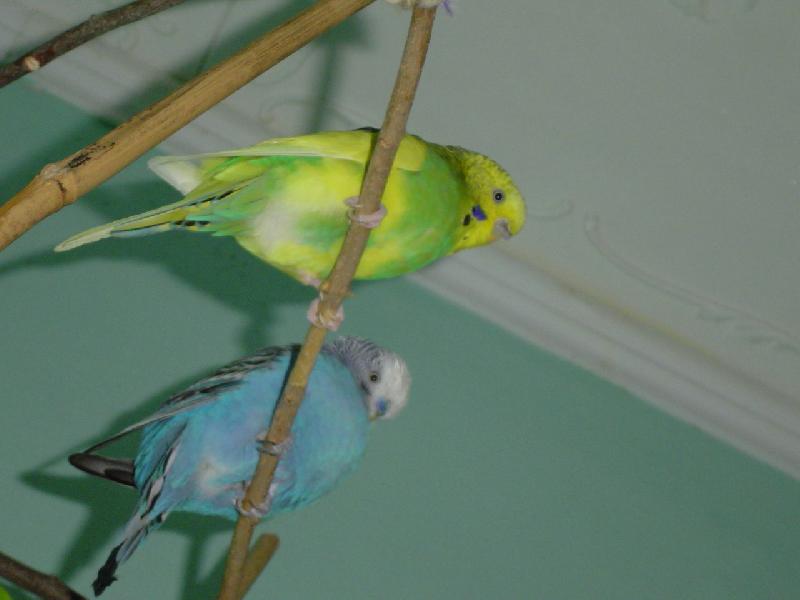 Foto: to jsou ale prdelky-moje andulky