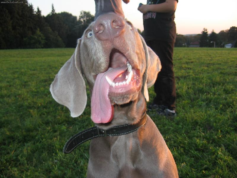 Foto: Archie-nebudu pozovat