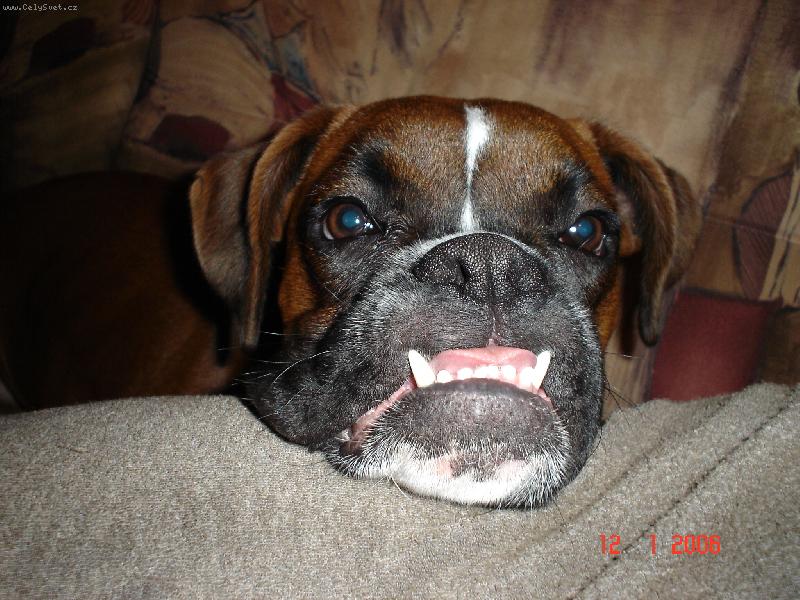 Foto: Bax�k-Koukej jak� m�m zuby...se�eru t�!