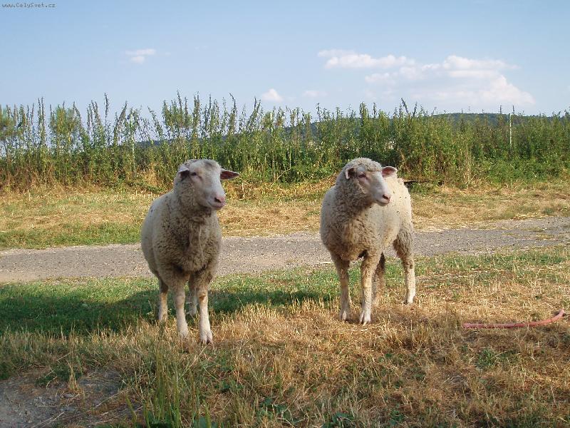 Foto: P�sla ove�ky v zelen�m h�je�ku....-Na�e ove�ky...