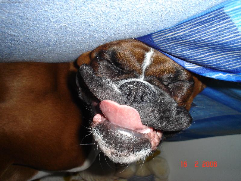 Foto: Bax�k-Dal�� z �sm�v�..tentokr�t + jazyk =-)