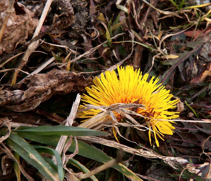 Foto: Posledn� pampeli�ka