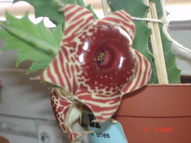 Foto: Kv�tina-Rozkvetl� knofl�k