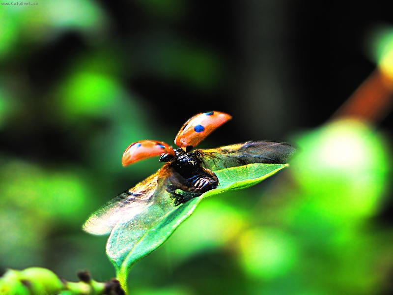 Foto: beru�ka-vzlet