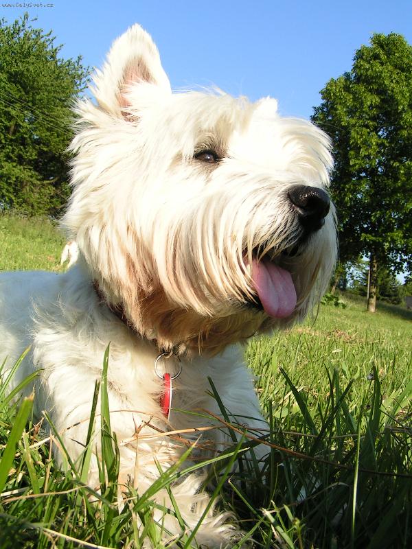 Foto: Rony-Tak toto je m�j ron�k, neuv��iteln� fotogenick� :-)