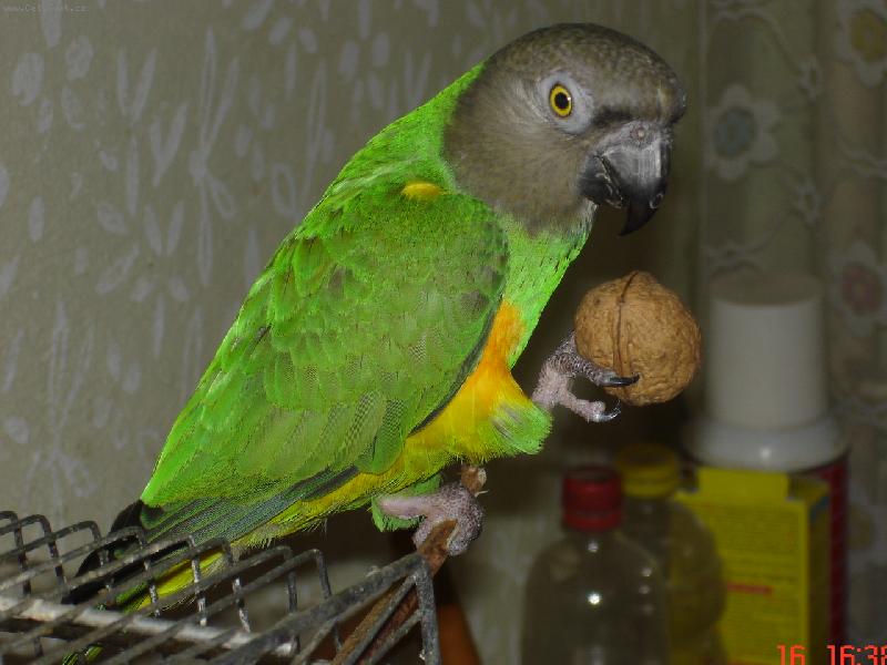 Foto: Papou�ek Senegalsk�-Copak najdu v kouzeln�m o��ku - nov� pe��?