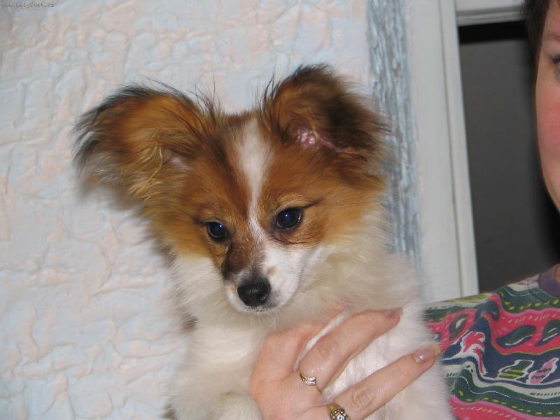 Foto: Estel Porubsk� kv�t-to jsem kus :o))