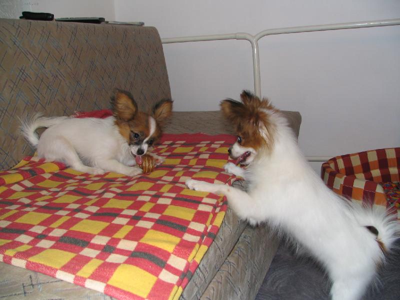 Foto: Estel a Eset Porubsk� kv�t-m�me 4 m�s�ce