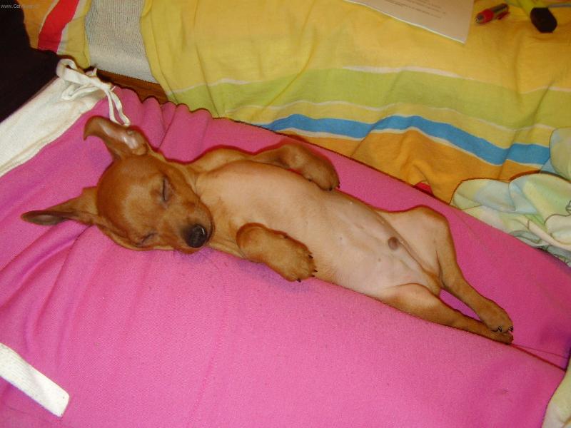 Foto: Ted-to jsem zase jednou usnul na pani�ce...