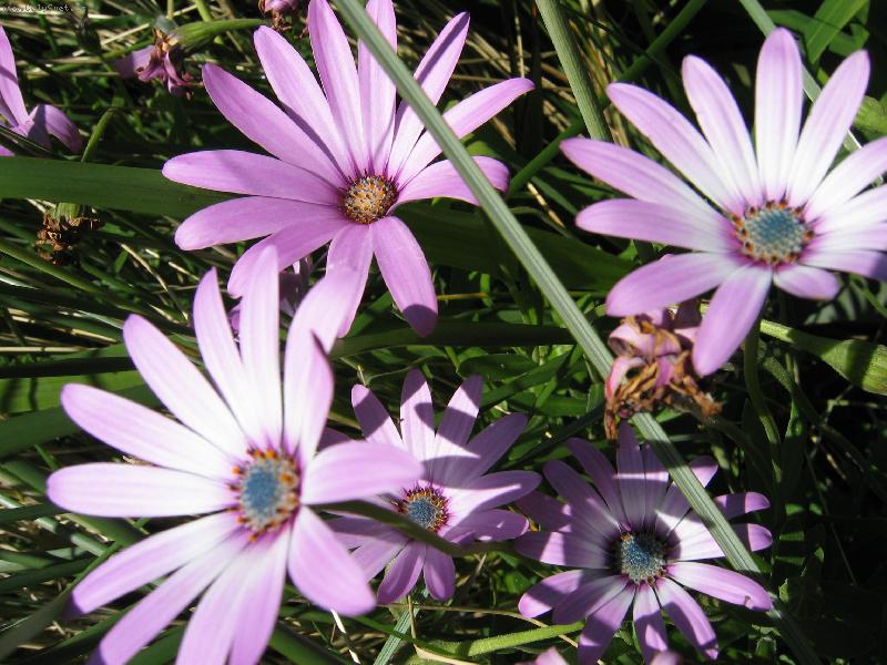 Foto: Fialov� kr�sa