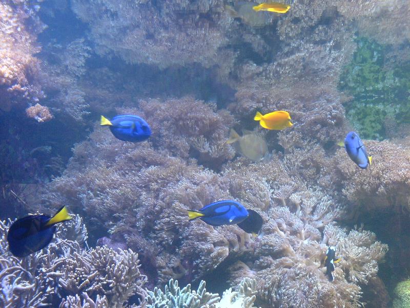 Foto: mo�sk� akv�rium