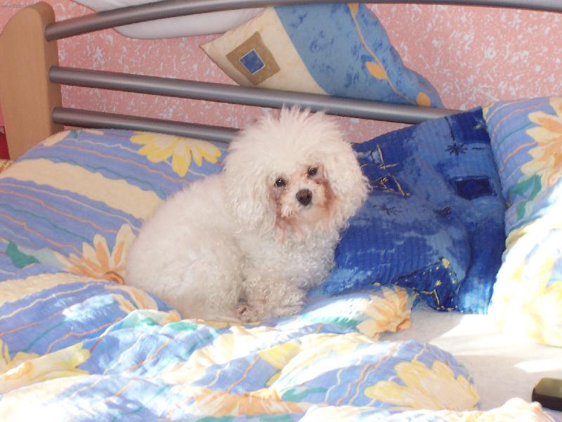 Foto: Bi�onek Amynka-Dneska prost� vst�vat nebudu a hotovo!!!