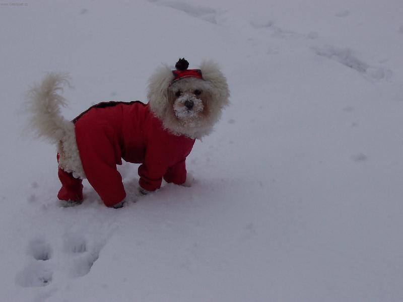 Foto: Bi�onek Amynka-Fakt nech�pu pro� mi pani�ka zase dala tu blbou �epici!!