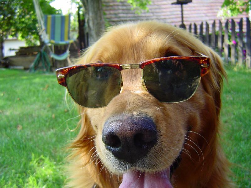 Foto: br�le-bylo moc slunko tak jsem si dal br�le mno :D