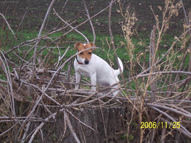 Foto: Je tam asi my�i�ka!-Fattynka na lovu