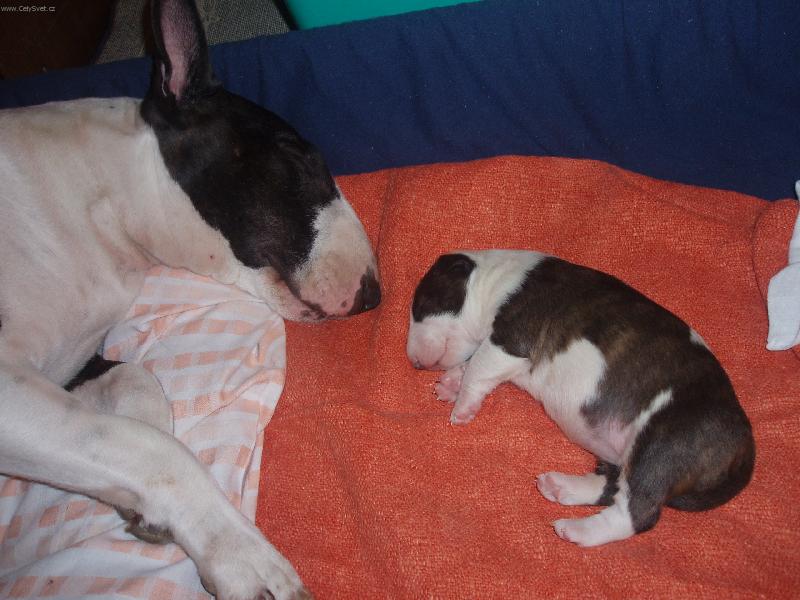 Foto: Spokojen� rodinka