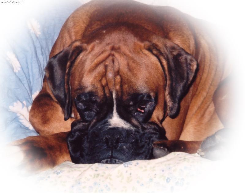 Foto: Bennjiek-Bennjienek v pe�ink�ch