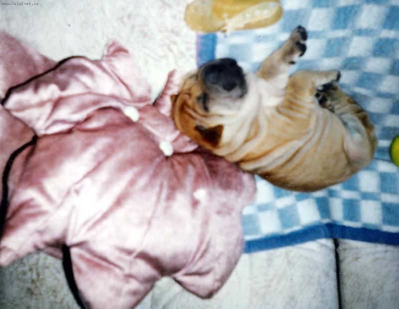 Foto: n� Endy�ek-Takhle kr�sn� n�m spinkalo na�e zlat��ko,ted u� je 2 roky v ps�m nebi...