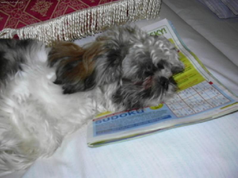 Foto: Dovolen� v kempu-N�jak m� to Sudoku zmohlo