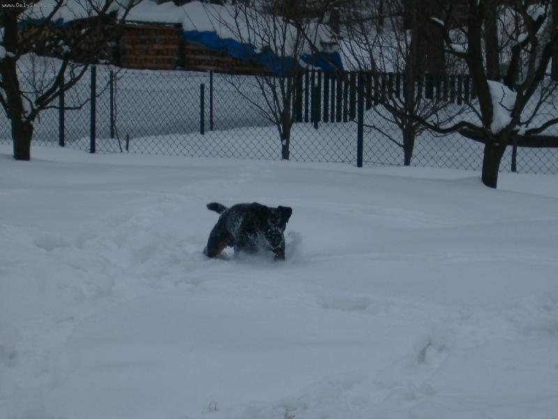 Foto: Argo�(Aron) ve sn�hu