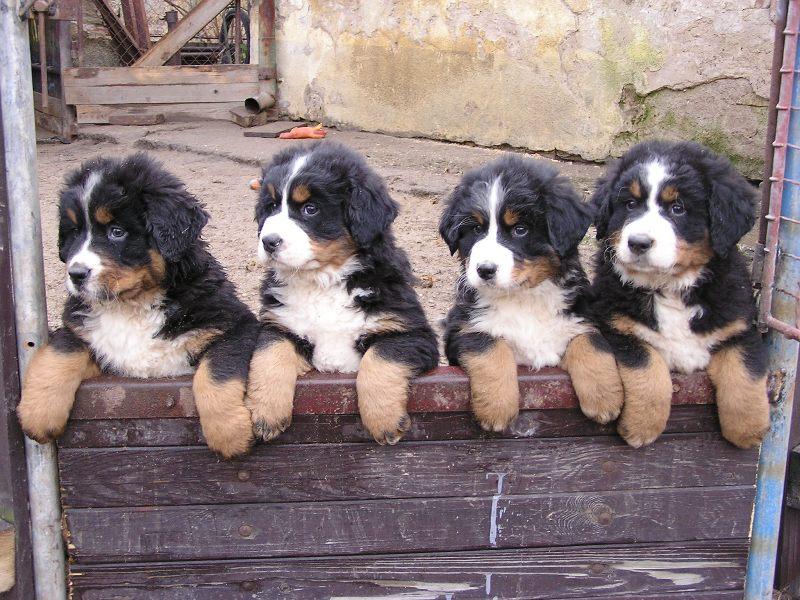 Foto: T�i mu�ket��i a Darta�an-Nic n�s nezastav�