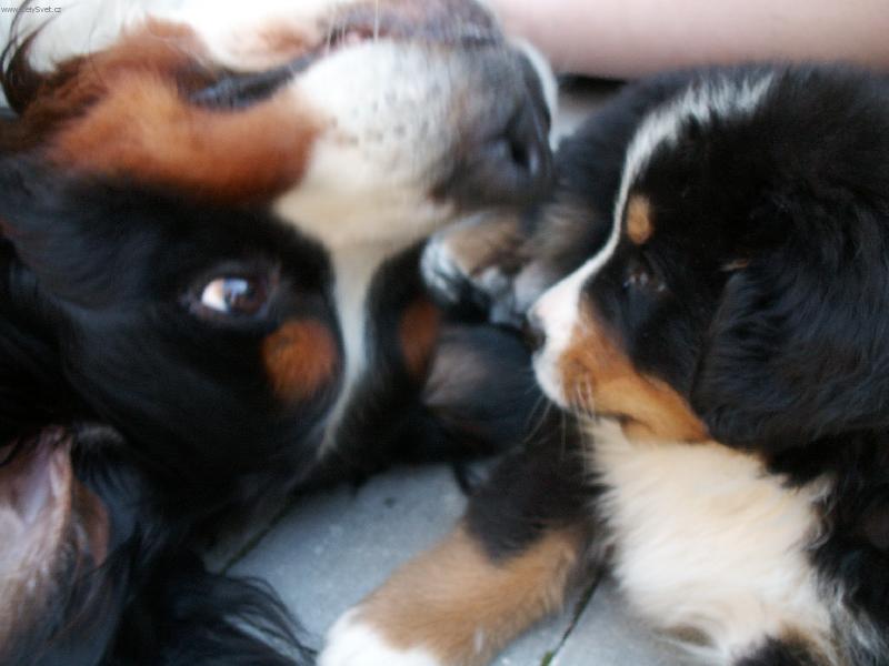 Foto: ja na br�chu bluse