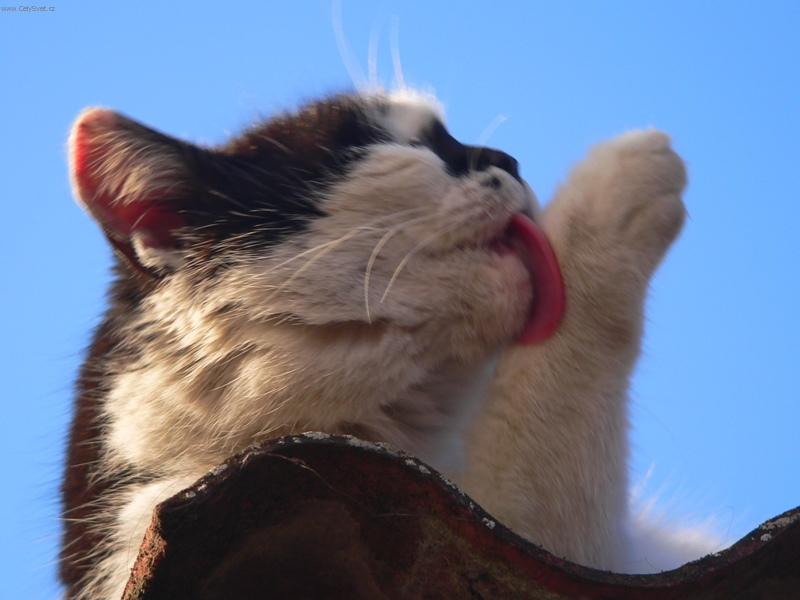 Foto: �istota p�l zdrav�