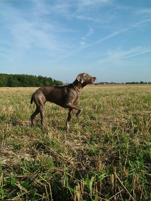 Foto: Ambra od Voka�ovsk�ho rybn�ka