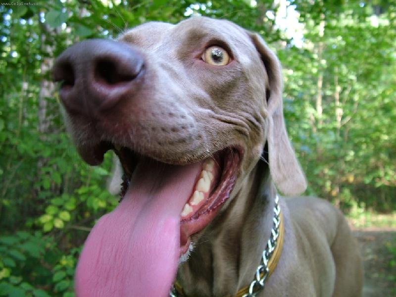 Foto: Ambra od Voka�ovsk�ho rybn�ka