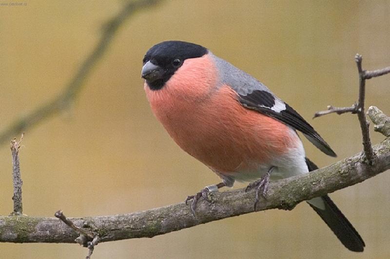 Foto: H�l obecn�-v na�� zahrad�