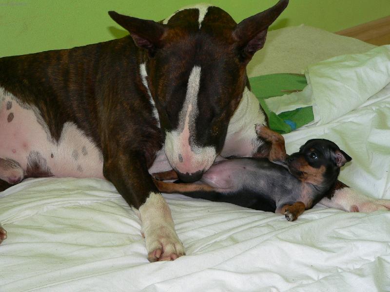 Foto: Bullterier GUCCI a jeho nov� kamr�dka-Bullterier Gucci zastoupil svou spolubydl�c� - zaslou�ilou maminku Kamilka ( Americk� bezsrst� teri�r ) a star� se o jedno z jejich miminek. A potom �e bul�ci nebezpe�n� :-) - tato fotka mluv� za v�echno.