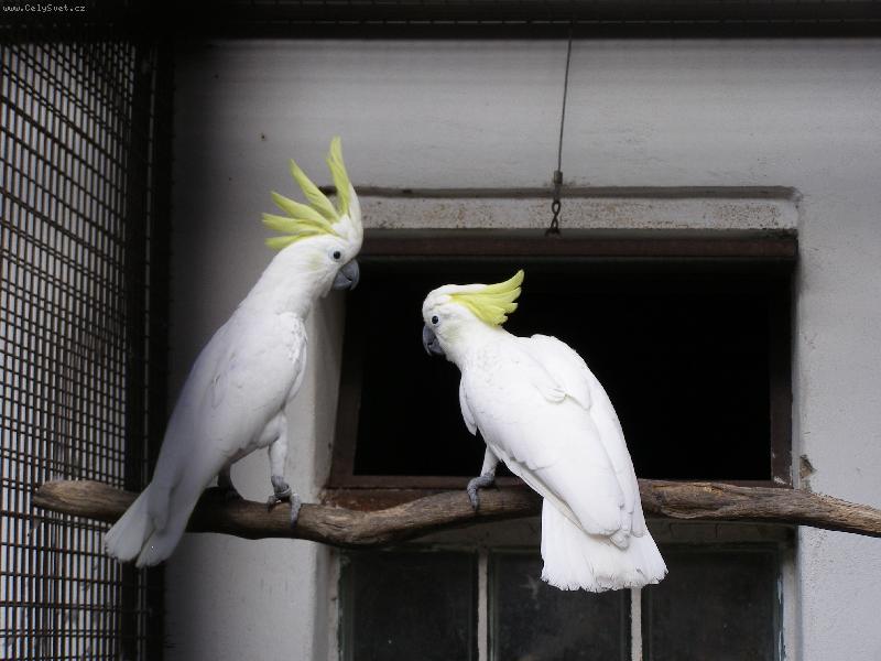 Foto: Kakadu �luto�e�elat�