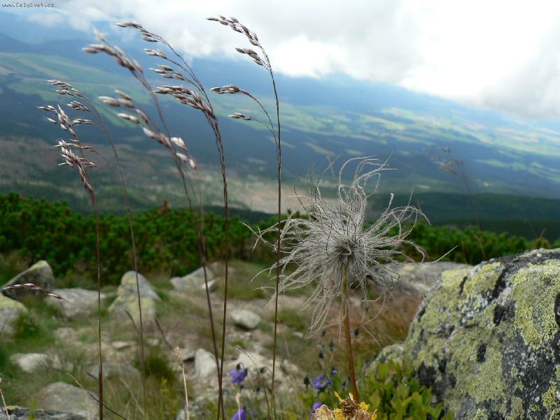 Foto: Pohled p�es kyti�ky z cesty na Solisko-Byli jsme v Tatr�ch. V pozad� fotky si v�imn�te zni�en�ch les� (hn�d� m�sta). V ten den byly zaj�mav� mraky a i docela chladno. Kr�tce po poledni za�alo m�rn� pr�et.