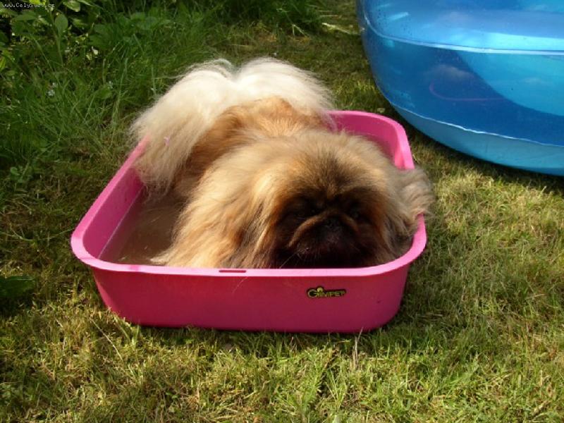 Foto: b�je�n� koupel-pekon�z, kter� m� r�d vodu !