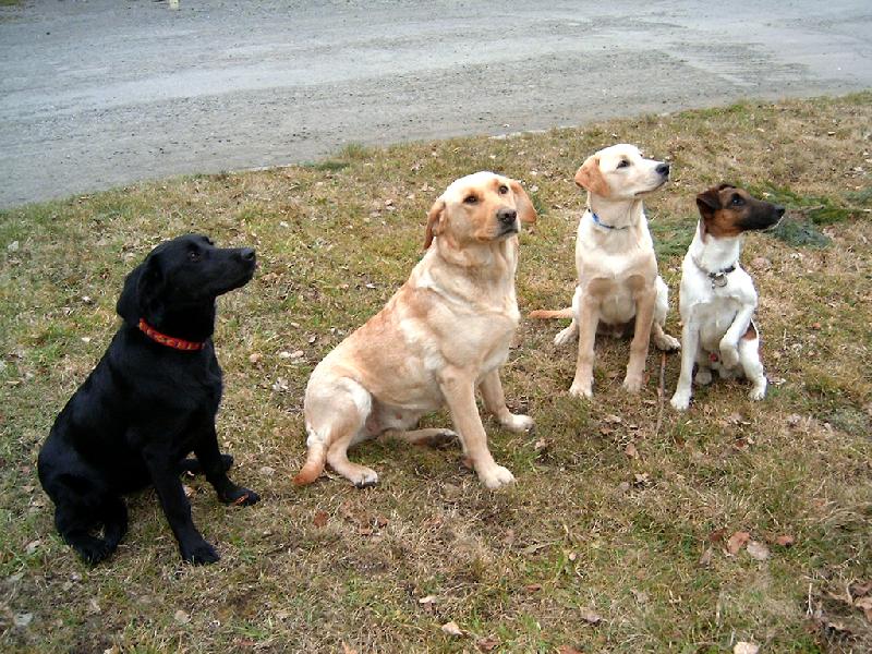 Foto: Z�zrak - narodil se n�m foxteri�r-...jak tohle star�mu vysv�tl�m? (uprost�ed "sv�ch" �t��at)