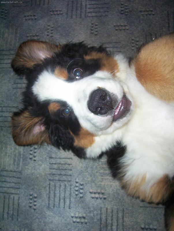 Foto: Ambru�a-Zaost�eno na kukadla