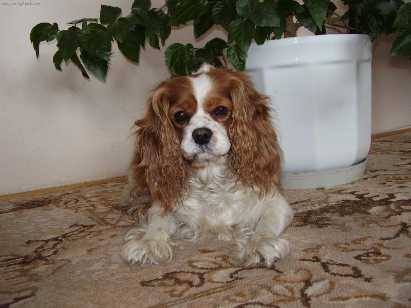 Foto: Wik�a-M�j milovan� pejsek