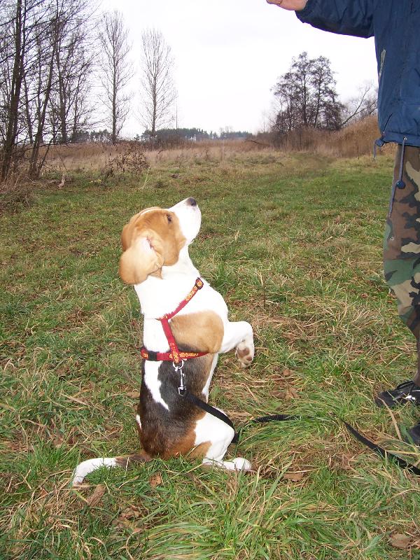 Foto: pros�����m-Takto n� mazl��ek pros� kdy� n�co chce.D�l� to automaticky ani mu nemus�me �ikat