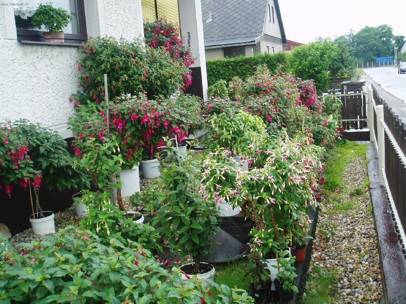 Foto: sb�rka fuchsi�