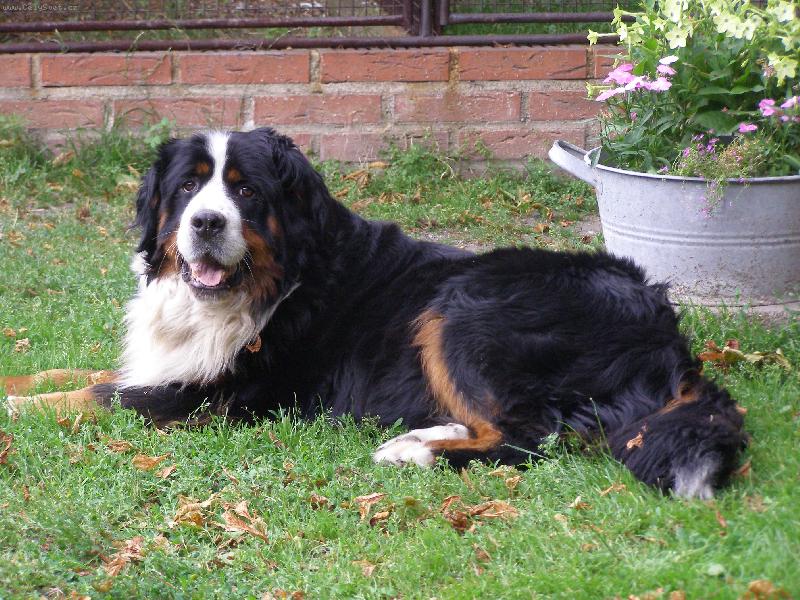 Foto: M�enka- u� jsem ve ps�m neb��ku