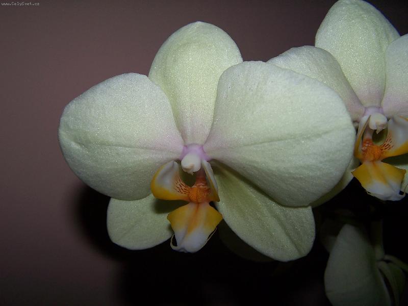 Foto: �lut� mot�l