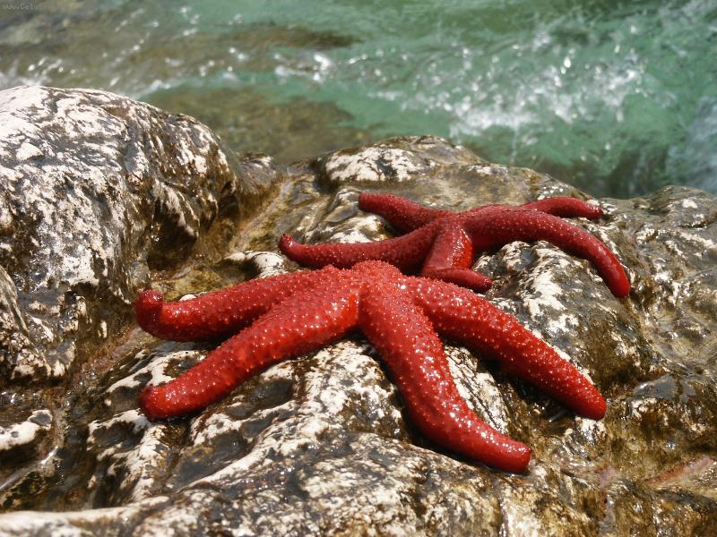 Foto: Rud� hv�zdy trochu jinak-na �tesech