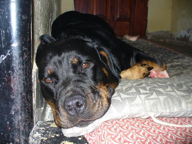 Foto: Nellynka odpo��v� a z�rove� hl�d�-Na�e dvoulet� rotwajlerka Nellynka