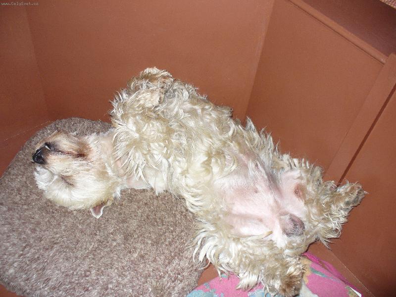 Foto: T��let� west�k Ben��ek-Tak jsem se napapal a te� odpo��v�m!!!!!!!