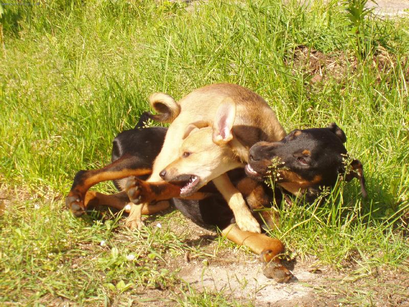 Foto: Argo a kamar�d-����������� moje ou�ko