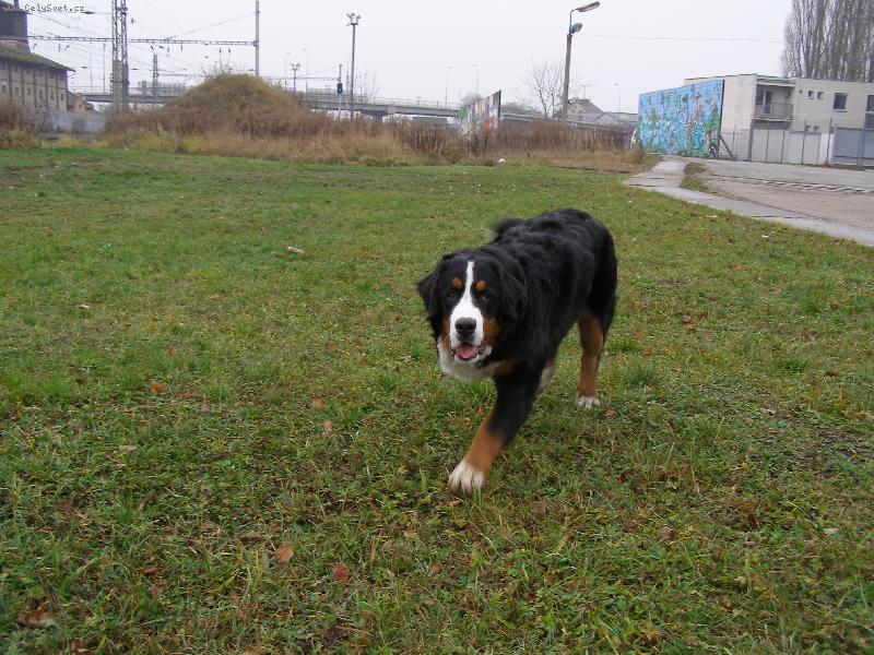 Foto: El-Jakoby nem�la no�ku,...ale m�...