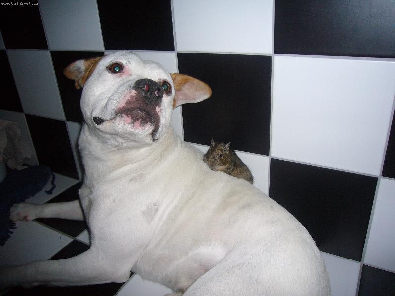 Foto: Kamar�di-Max a Alex