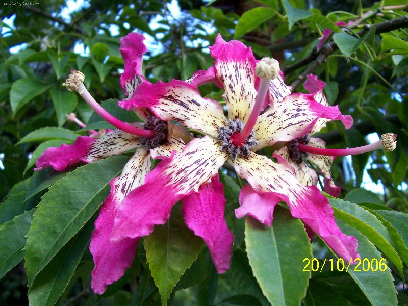 Foto: Chorisia speciosa-strom v parku p�ed casinem v  Monte Carlu